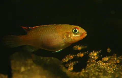 Congochromis sabinae