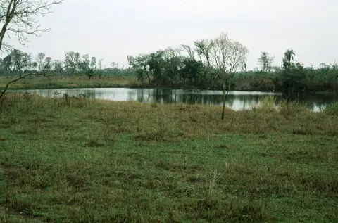 矛斑兵鲶
