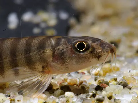 Schistura sp. 1