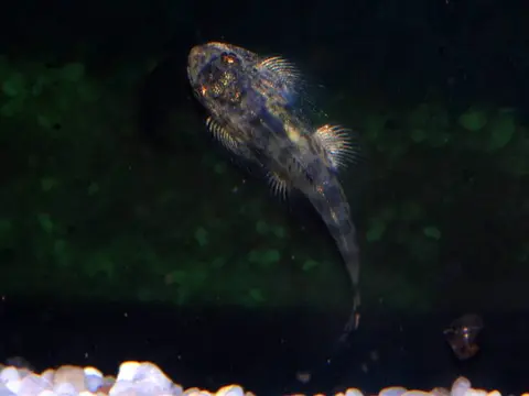 Sewellia speciosa