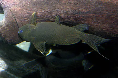 纹鳍歧须鮠