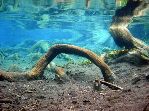 Cualac tessellatus