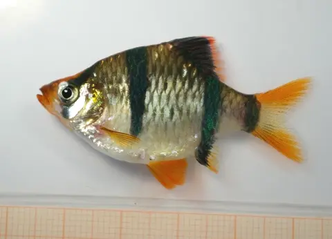虎皮鱼