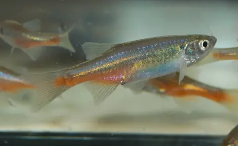 泉水斑马鱼