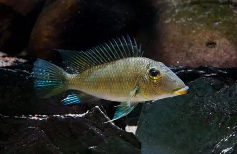 Satanoperca mapiritensis