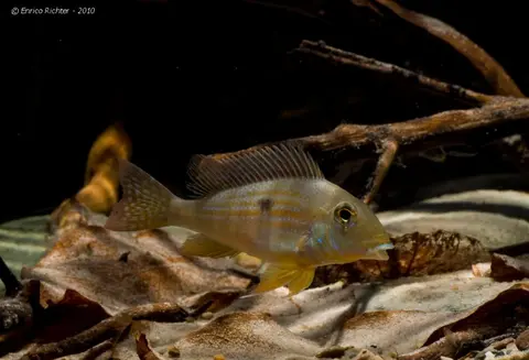 Geophagus neambi