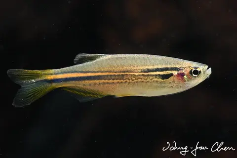 Danio sp. 'hikari'