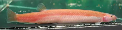 椭圆潘鳅