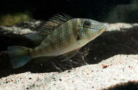 Satanoperca mapiritensis