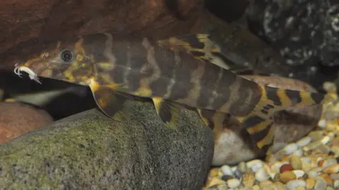 帝王鼠