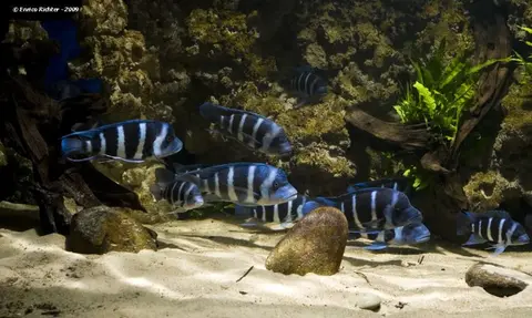 Cyphotilapia gibberosa