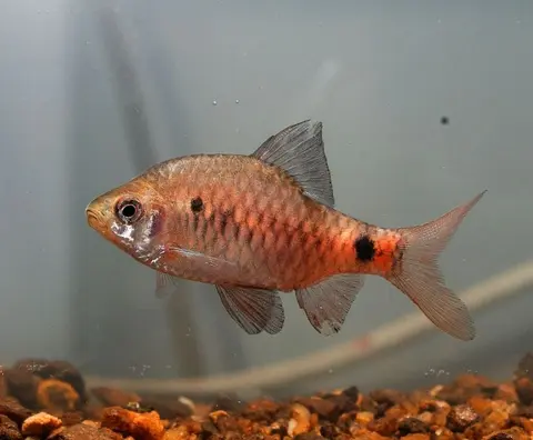Pethia nigripinnis