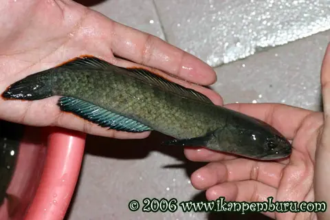 缘鳢