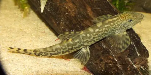 台湾缨口鳅