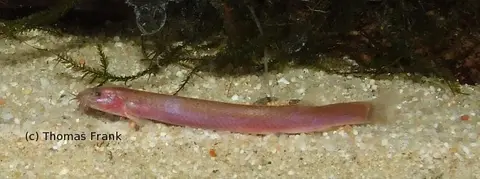 椭圆潘鳅