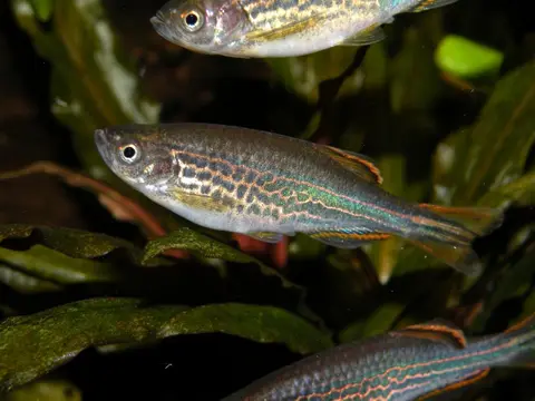 Danio kyathit