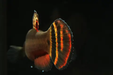 大口抟鱼