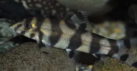 伊洛瓦底沙鳅