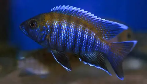 Aulonocara sp. 'walteri'