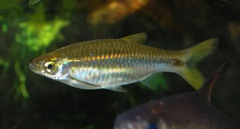 银线波鱼