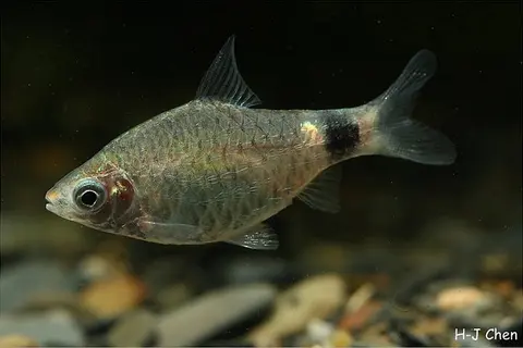 Pethia erythromycter