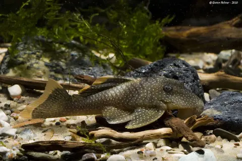 Baryancistrus sp. cf. xanthellus