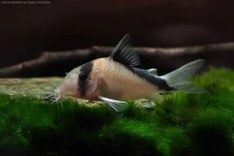 Hoplisoma davidsandsi