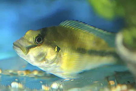 Orthochromis stormsi