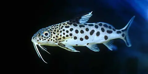 多点歧须鮠
