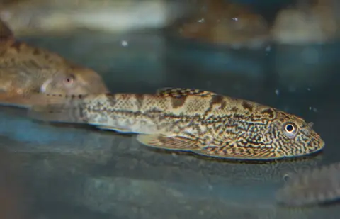 Sewellia sp. 'SEW02'