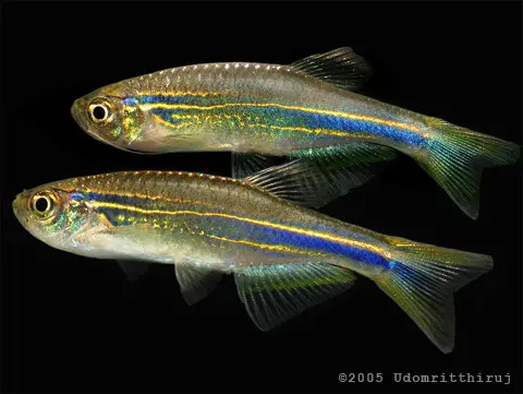 Danio sp. 'hikari'