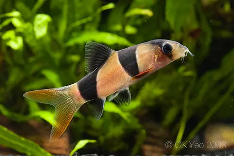 三间鼠
