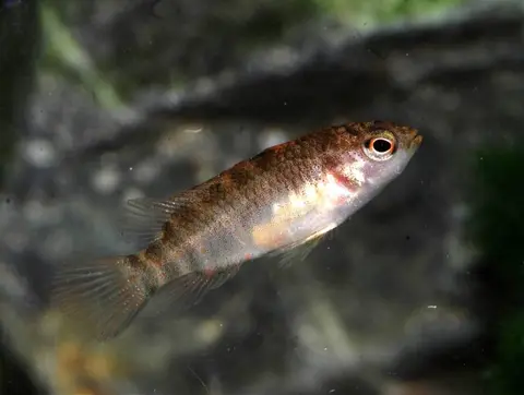 Badis sp. 'Buxar'