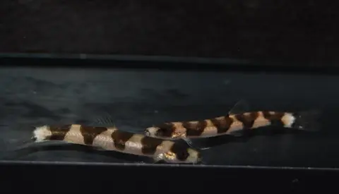 Schistura pridii
