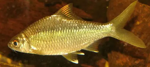 Mystacoleucus argenteus