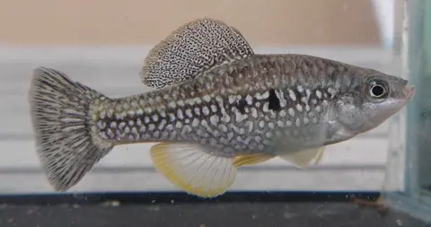 Cualac tessellatus