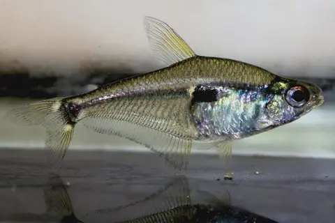 Phenacogaster tegatus