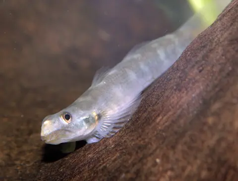 Sicyopus exallisquamulus