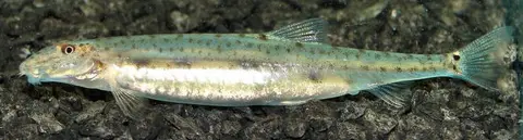 Acanthopsoides sp. 'A02'