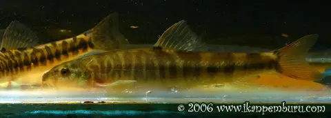 盈江条鳅