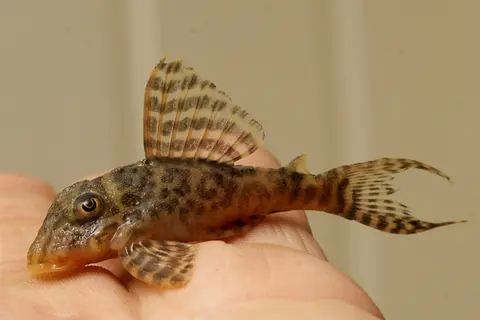 Hypancistrus sp.