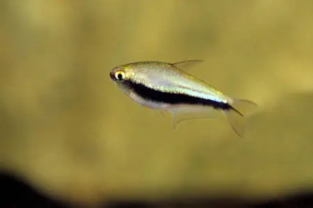 帝王灯
