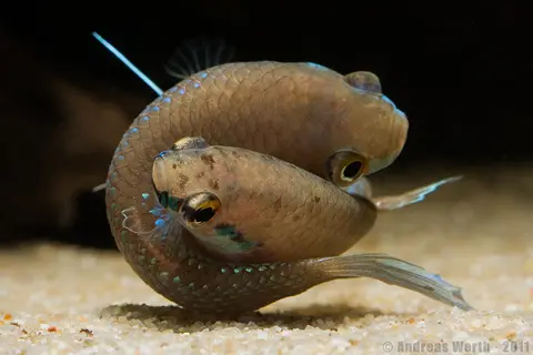 Betta kuehnei