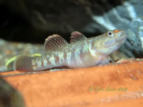 Rhinogobius zhoui