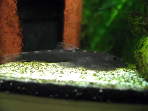 刺臀华吸鳅