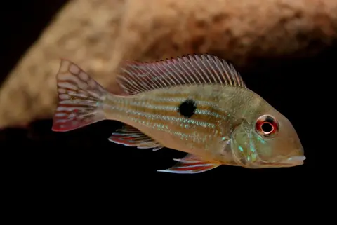 Geophagus dicrozoster