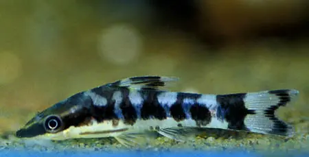 Otocinclus cocama