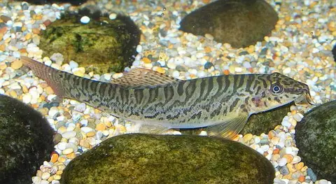 Paracanthocobitis pictilis