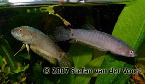 Betta pallifina