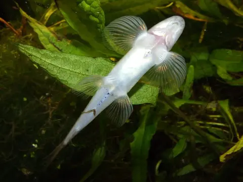 Annamia cf. thuathienensis